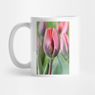 Tulipa &#39;Pretty Princess&#39; Triumph Group Tulip Mug